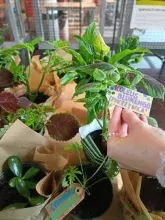 „Poczuj miętę do BUG – adoptuj roślinę”. Relacja z wydarzenia  „Poczuj miętę do BUG – adoptuj roślinę”. Relacja z wydarzenia